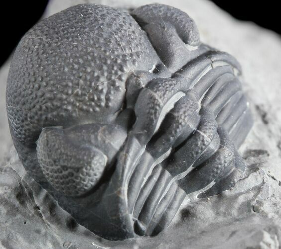 Enrolled Eldredgeops (Phacops) Trilobite - New York #50299